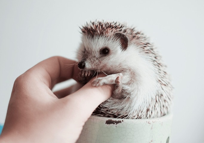 Hedgehog in a cup